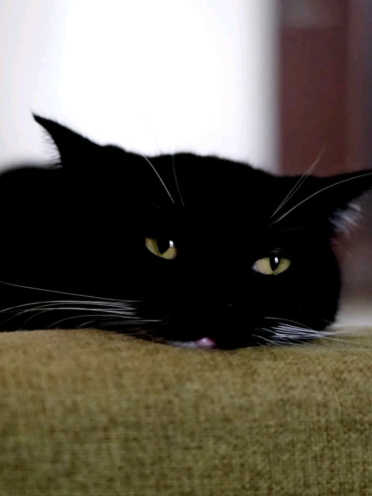 GIF diunggah dening Jesse Tyler Brown