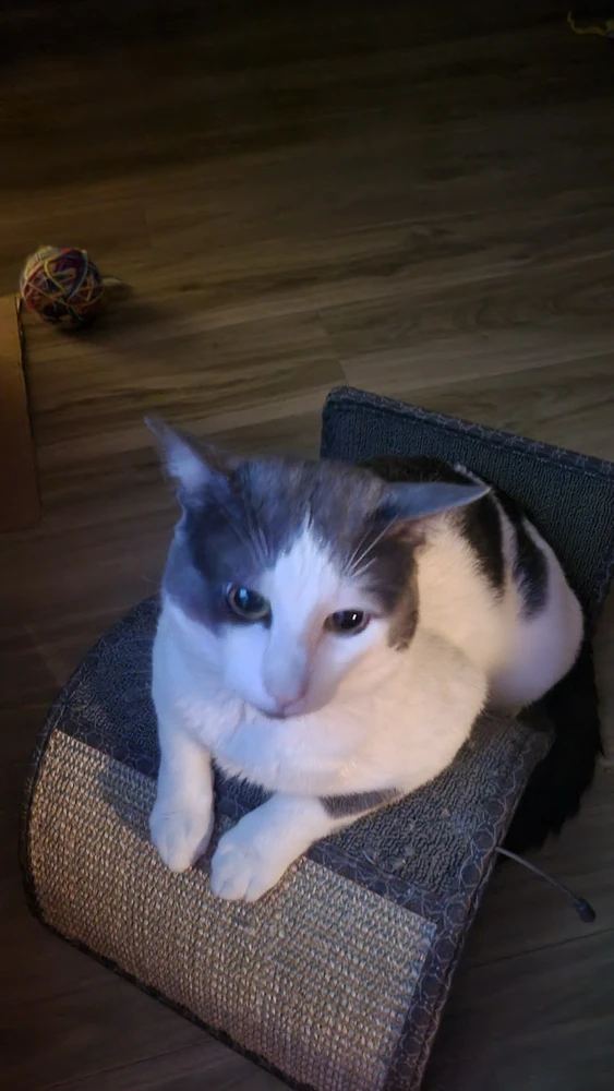 Image uploaded by Tobey