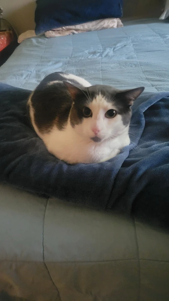 Image uploaded by Tobey