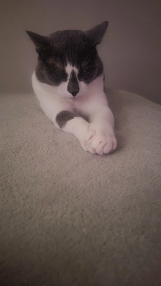 Image uploaded by Tobey