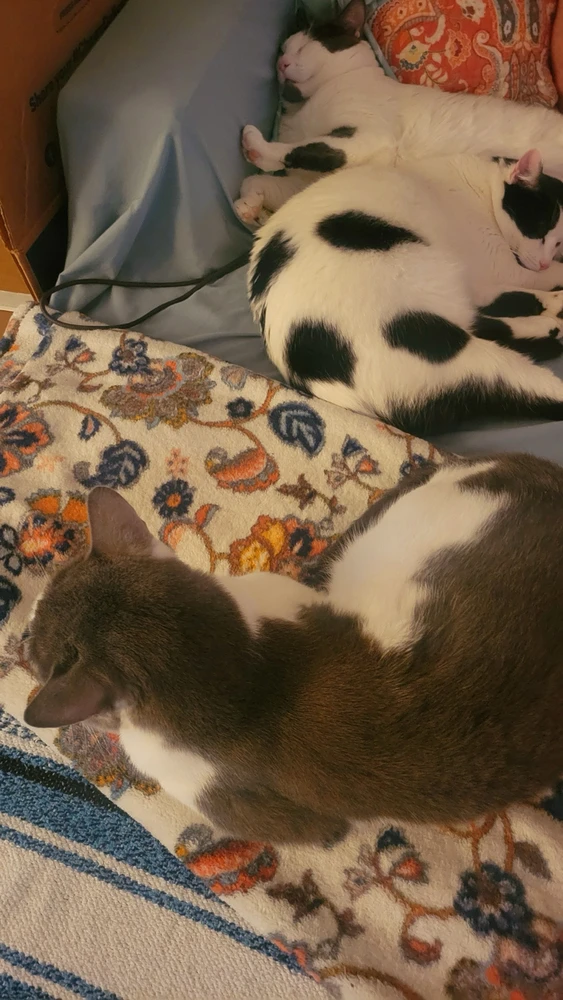 Image uploaded by Tobey