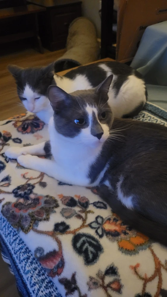 Image uploaded by Tobey