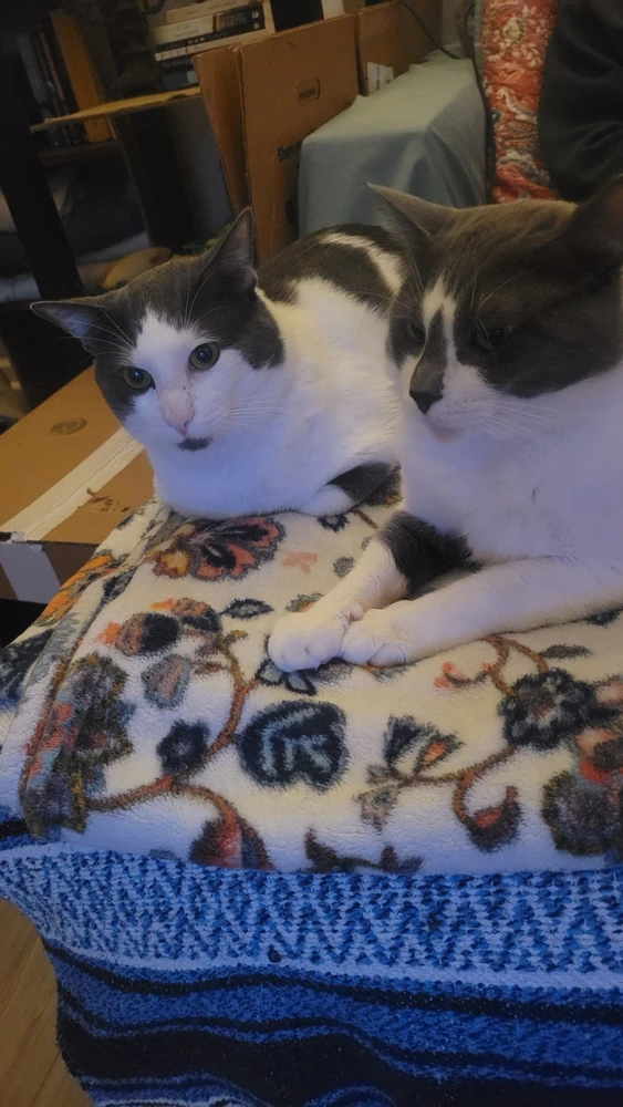 Image uploaded by Tobey