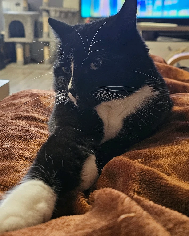 GIF hochgeladen von Steffi