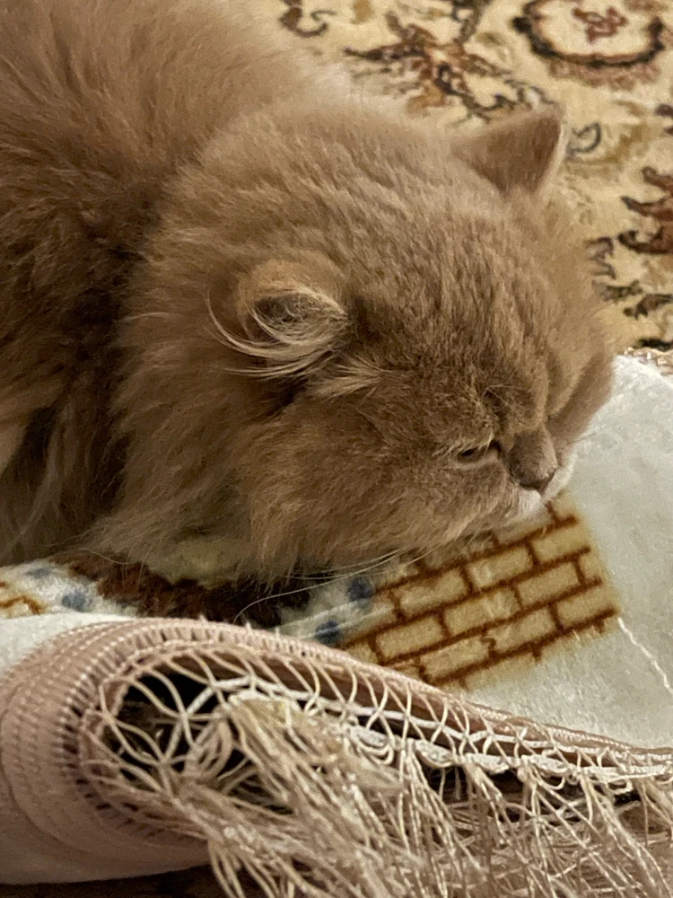 GIF uploaded by Weaam