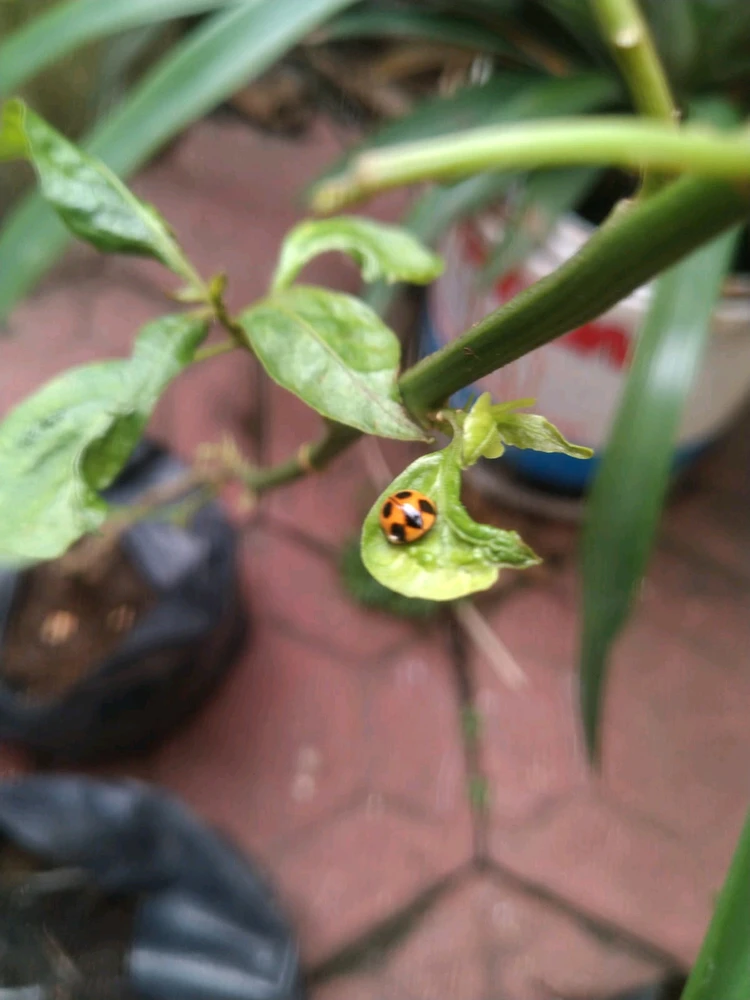 Image uploaded by Melt