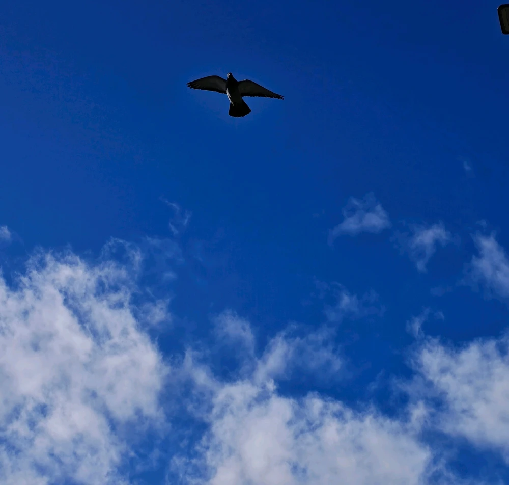 Image uploaded by Jin