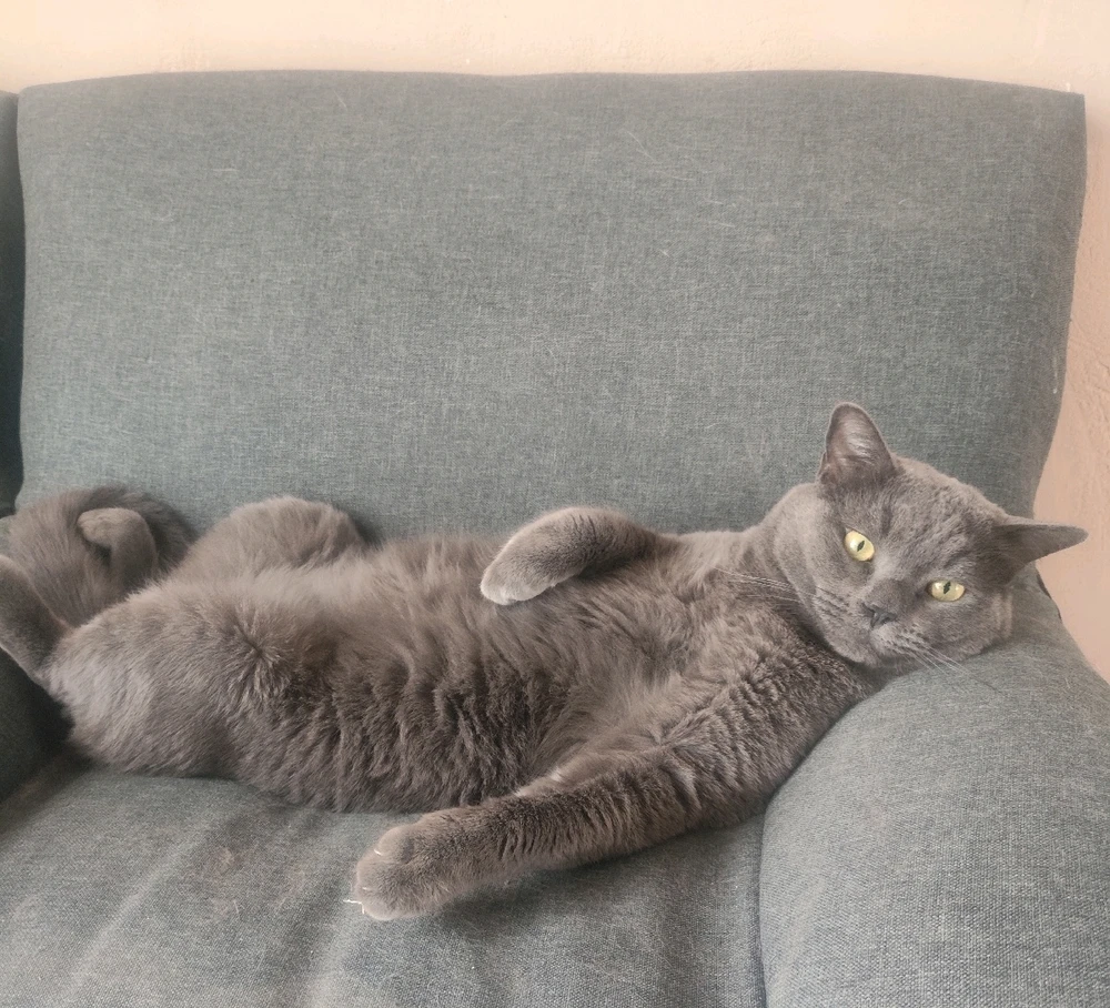 GIF subido por Ventura Lee perfil