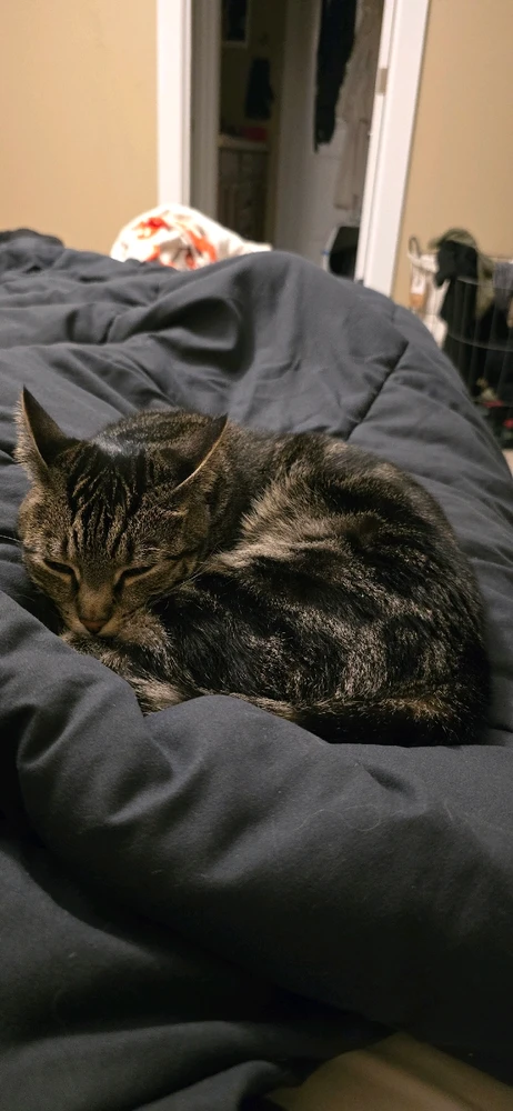 GIF uploaded by Tomasio