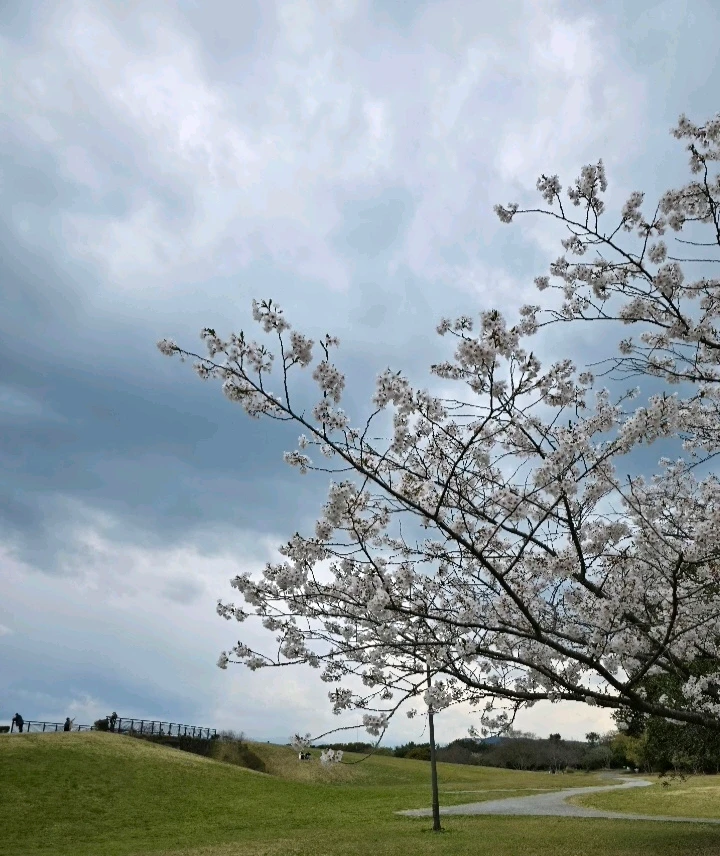 Image uploaded by Sama