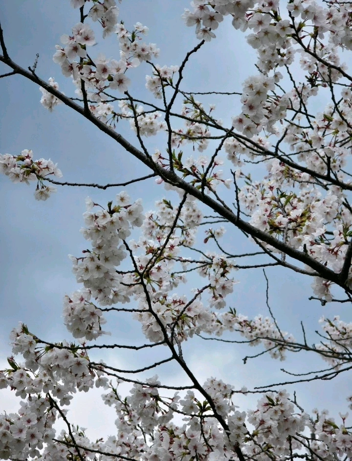 Image uploaded by Sama