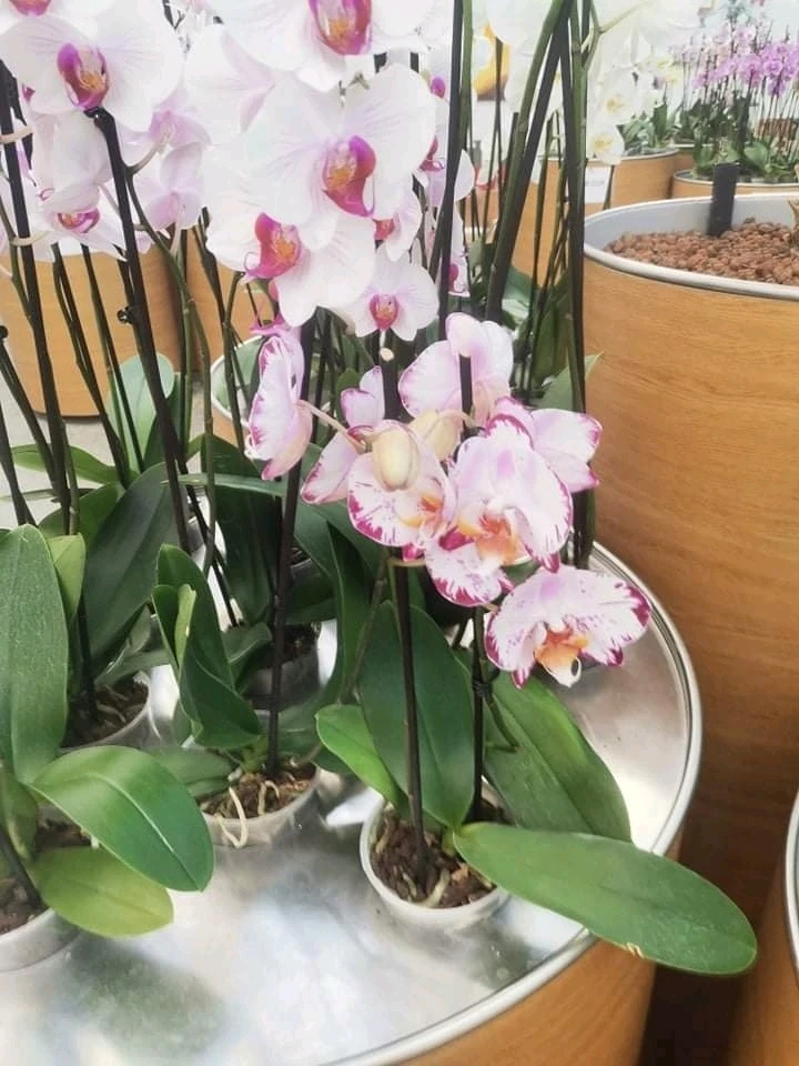 Sliko je naložil Katja