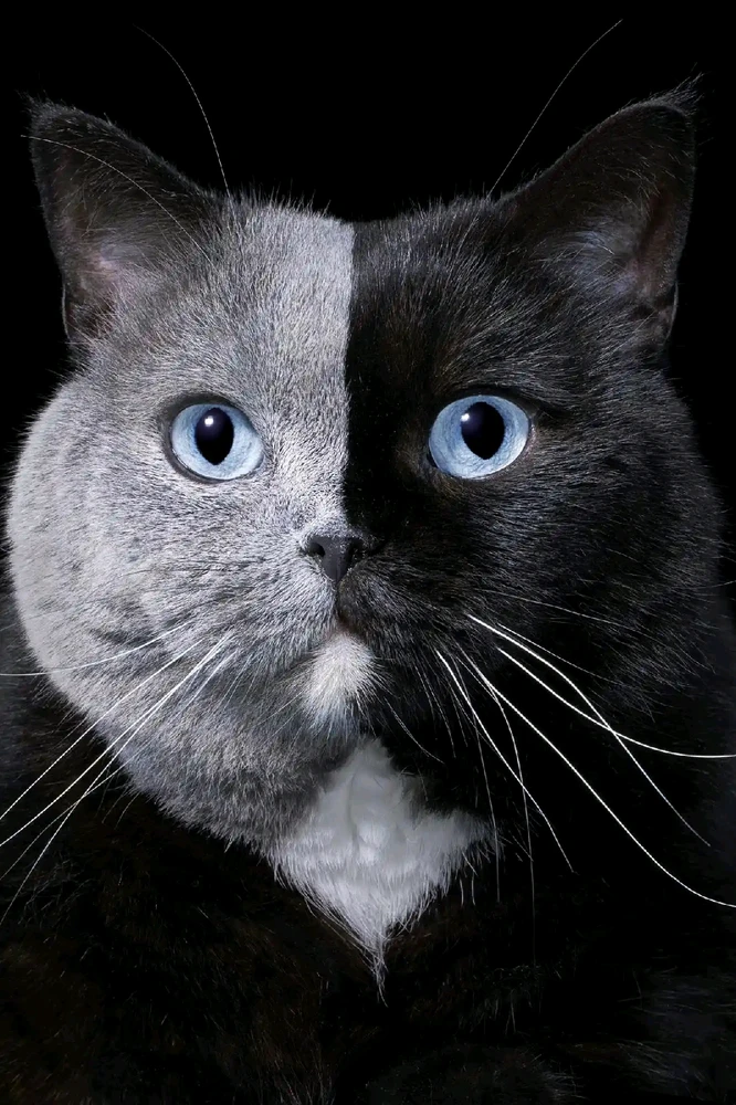 Гіфку завантажив Ksenia