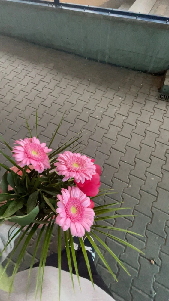 Obrázek nahrál Ellen