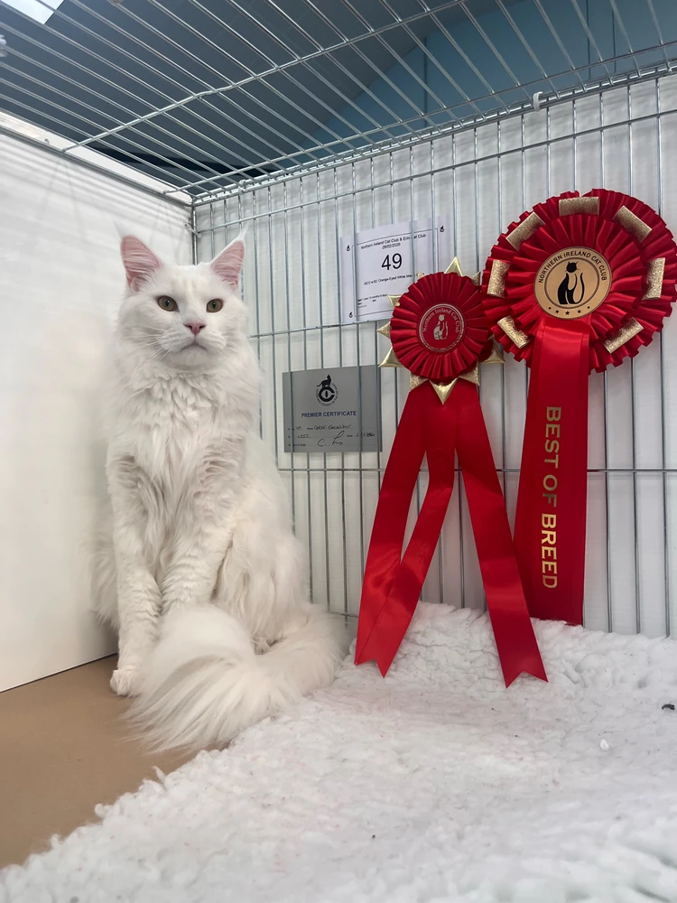 GIF uploaded by Serenity