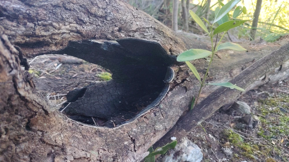 Image uploaded by Wihan