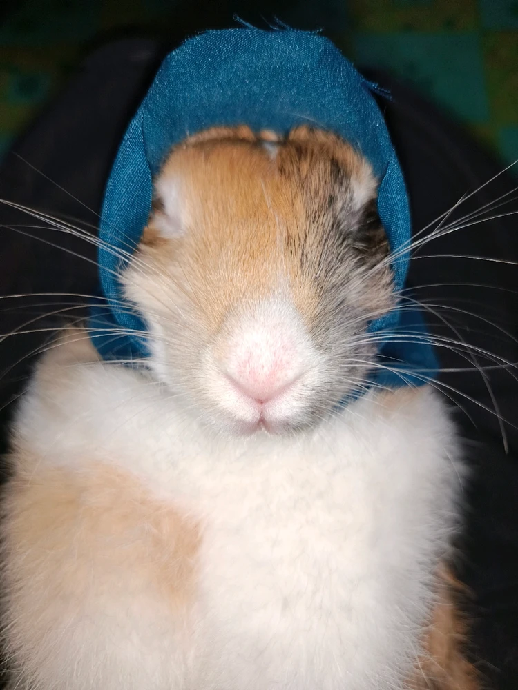 GIF uploaded by shortgirl