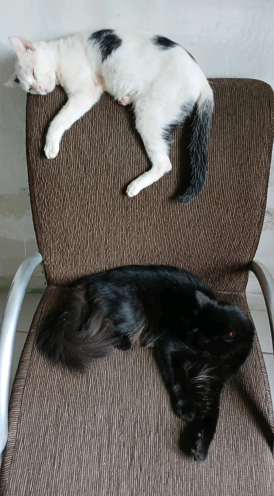 GIF enviado por Kelly