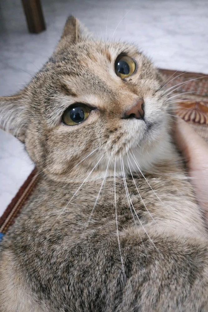 GIF uploaded by 𝓢𝓮𝓻𝓮𝓷 • 𝓢𝓮𝓻𝓮𝓷𝓭𝓲𝓹𝓲𝓽𝔂