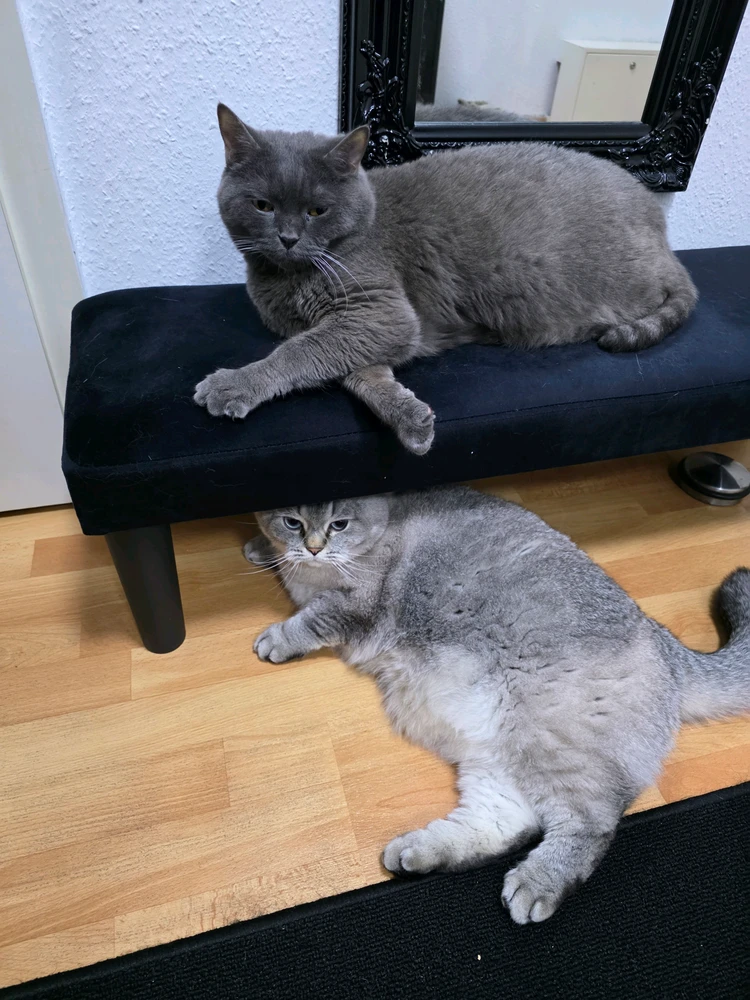 GIF hochgeladen von André