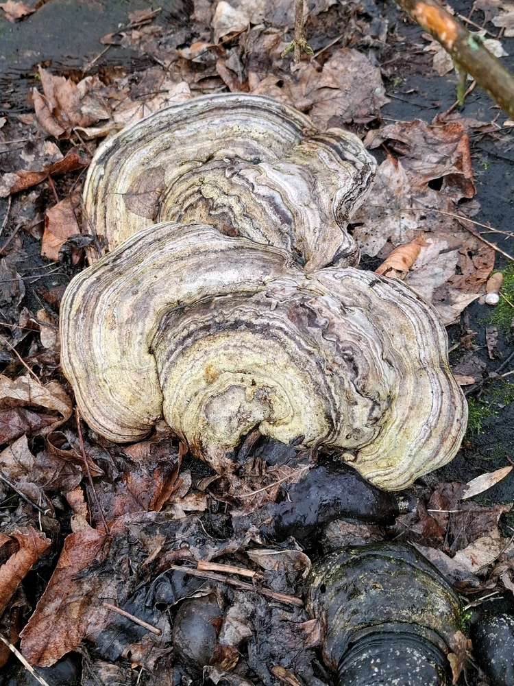 Obrázek nahrál ©️Iva 🦉