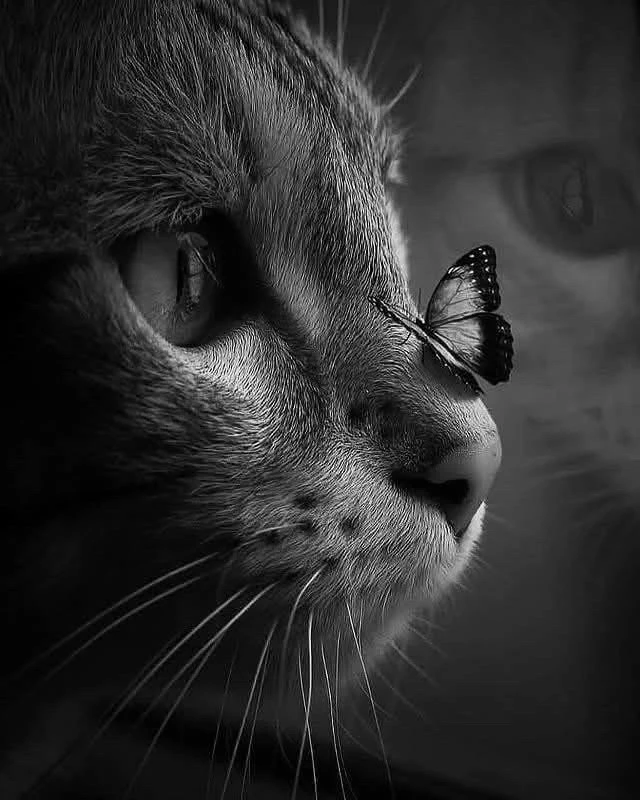 GIF uploaded by Tamás