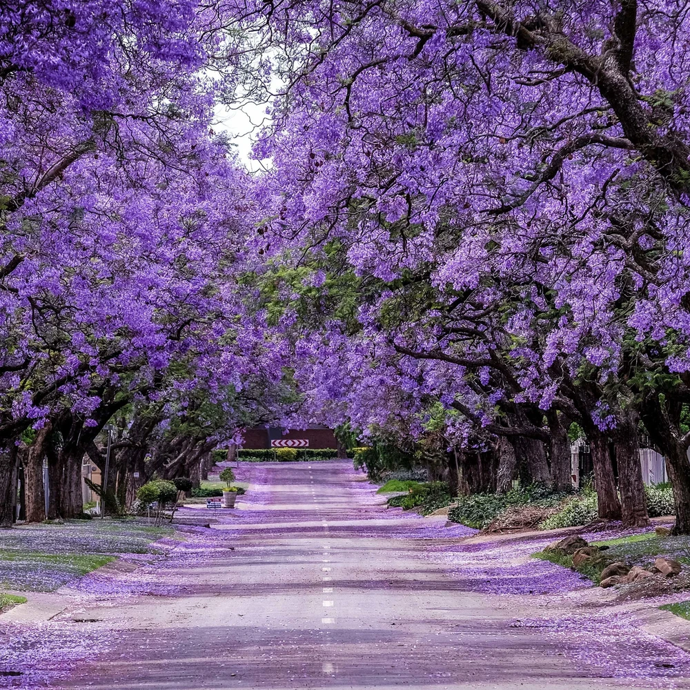 GIF subido por Viridyan Aranda