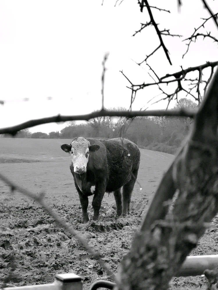 Image uploaded by Sacha