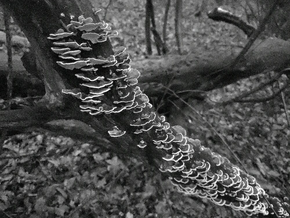 Image uploaded by Sacha