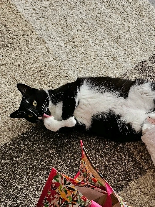 GIF hochgeladen von Steffi