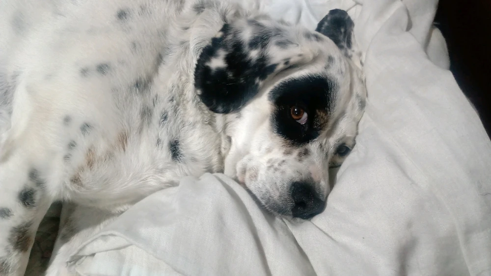 GIF subido por °Fantasmita°