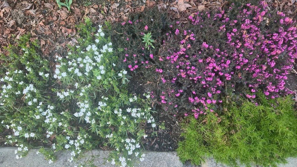 Image uploaded by Illia