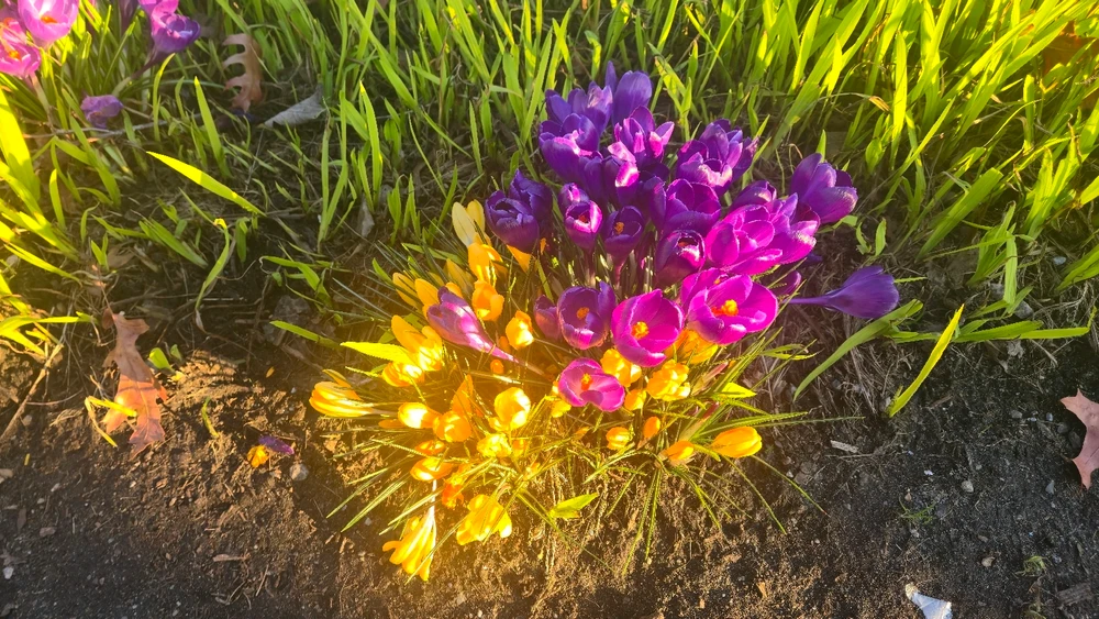 Image uploaded by Illia