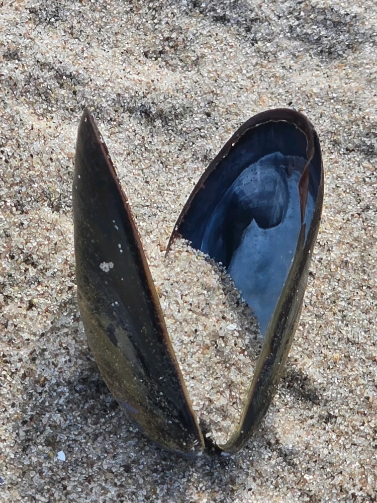 Image uploaded by 《🌹.::Lenöré::.🌹》