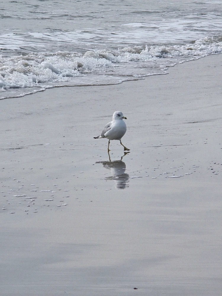 Image uploaded by 《🌹.::Lenöré::.🌹》