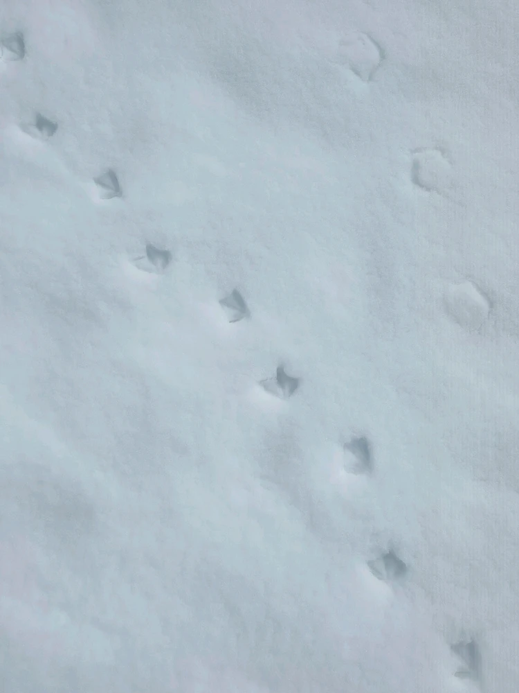 Image uploaded by 《🌹.::Lenöré::.🌹》