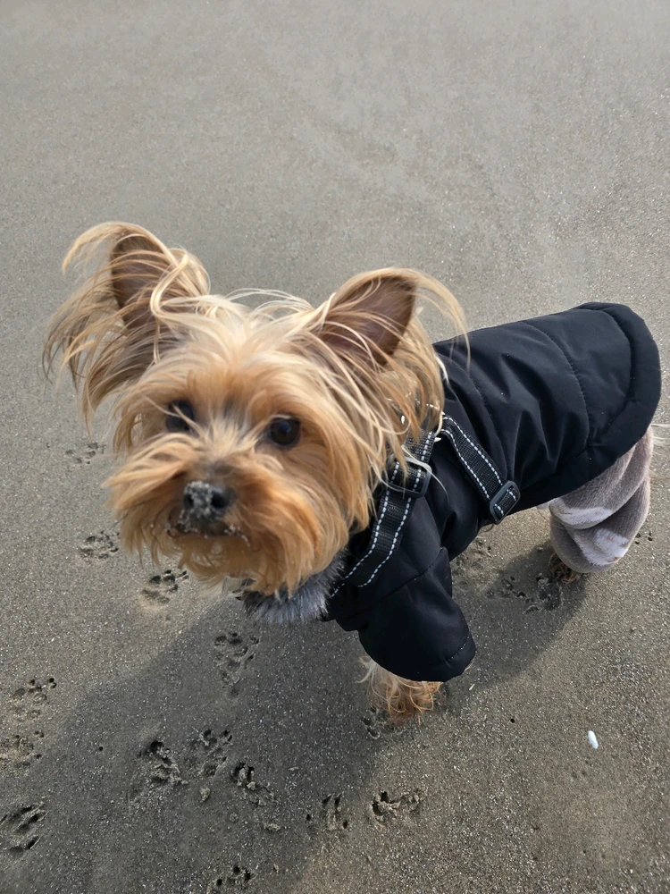 Image uploaded by 《🌹.::Lenöré::.🌹》