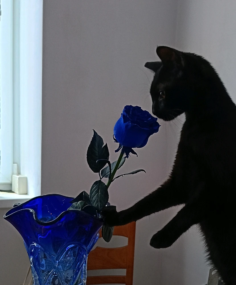 Гіфку завантажив Alina