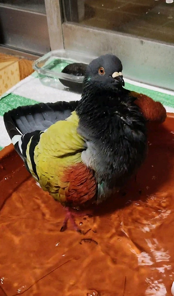 Imagen subida por Michi