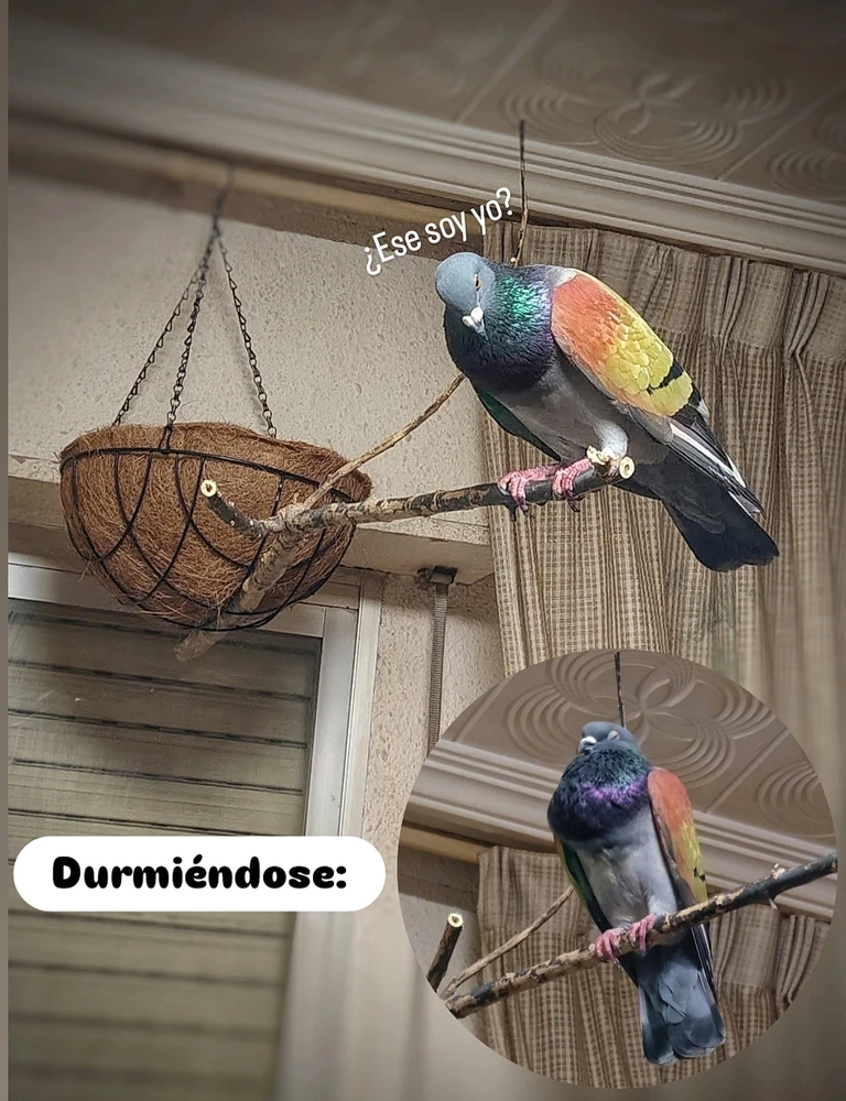 Imagen subida por Michi