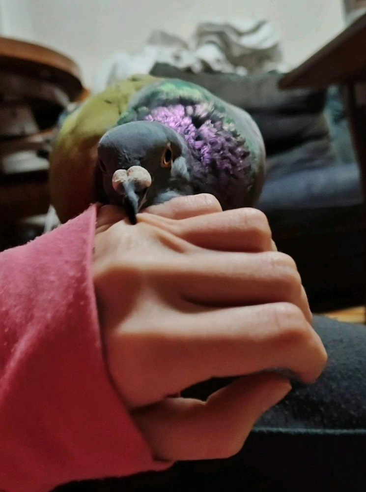 Imagen subida por Michi