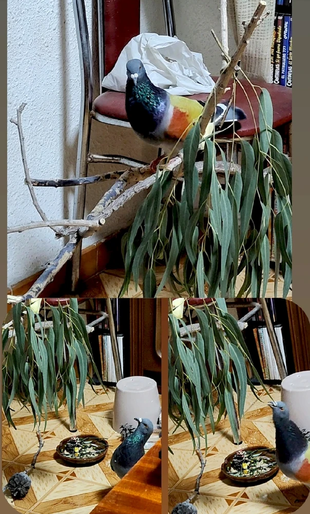 Imagen subida por Michi