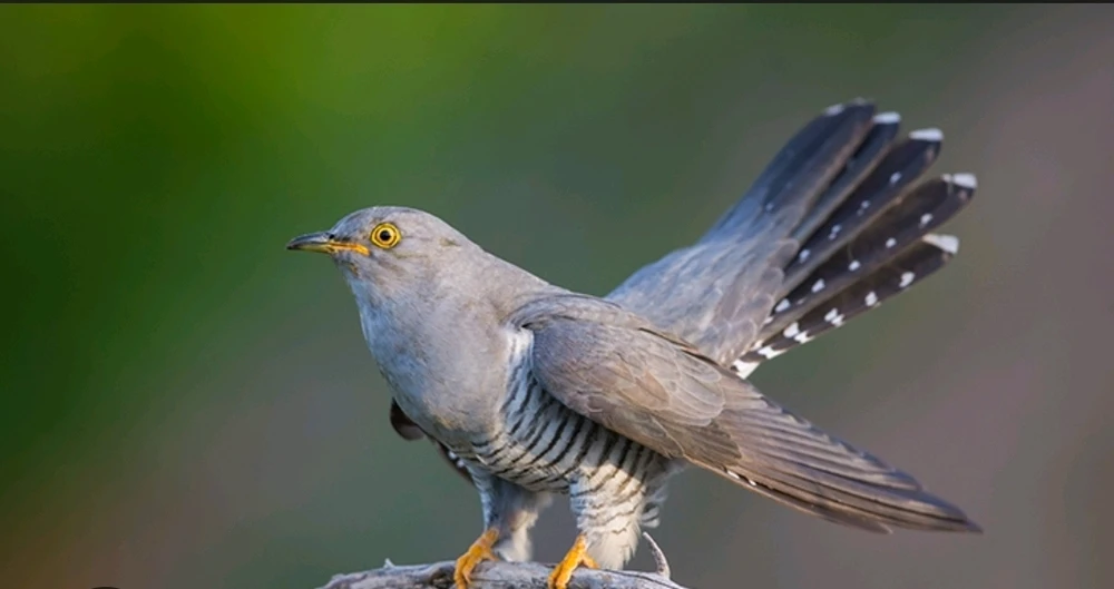 GIF caricata da Jenej