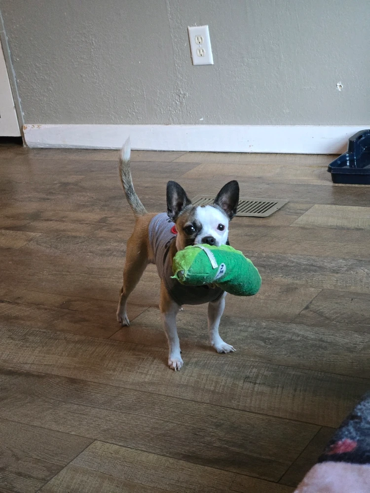 GIF uploaded by gabriella