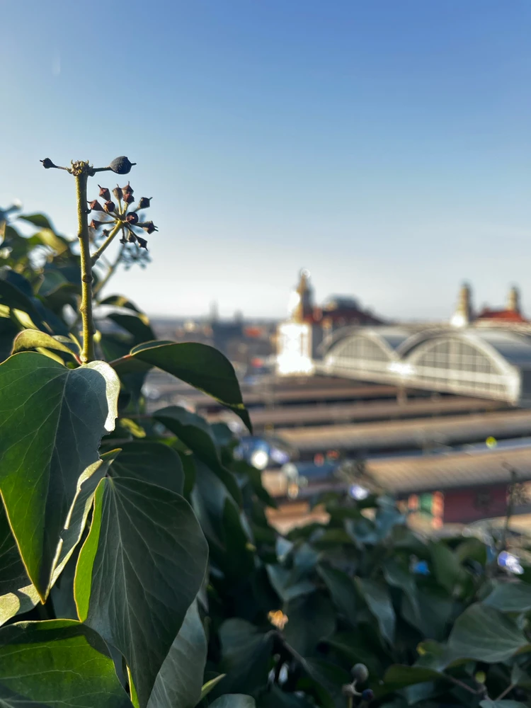 Obrázek nahrál Tereza