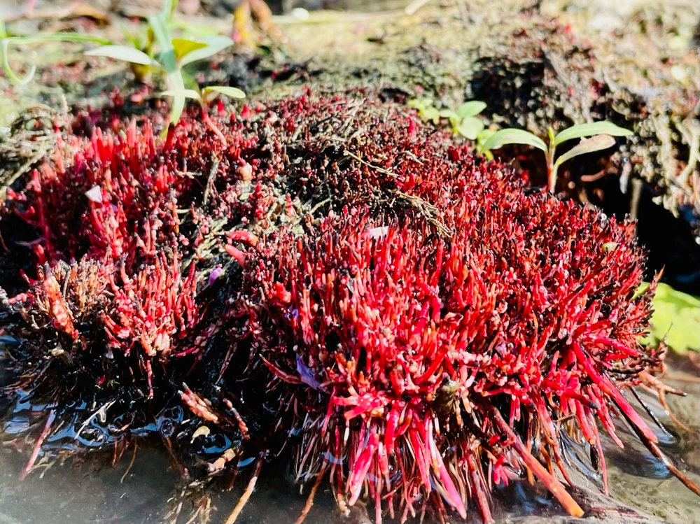 Image uploaded by MK