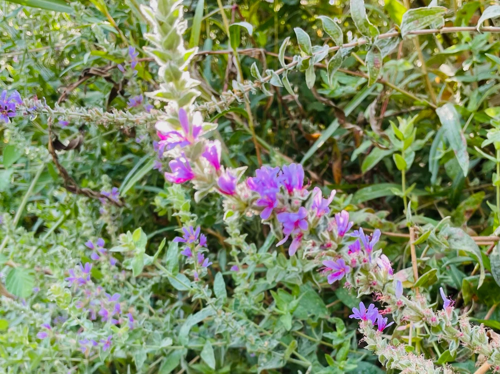 Image uploaded by MK