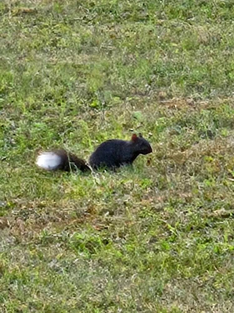 GIF uploaded by Metally