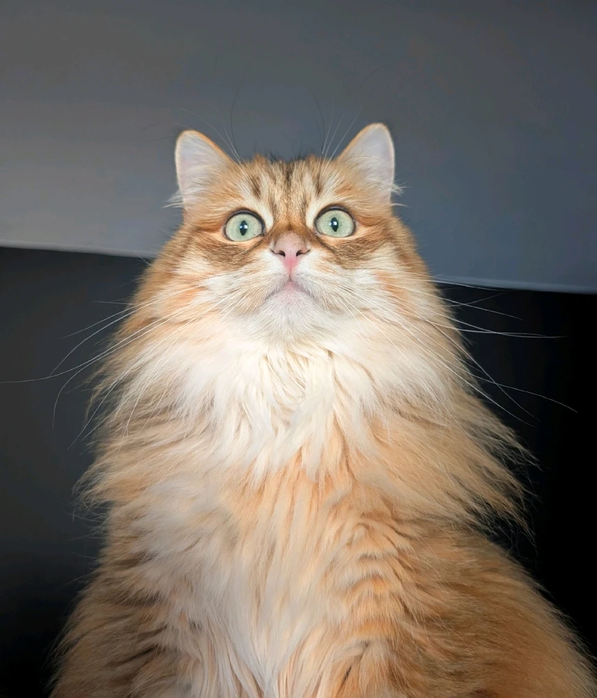 GIF hochgeladen von Filomez