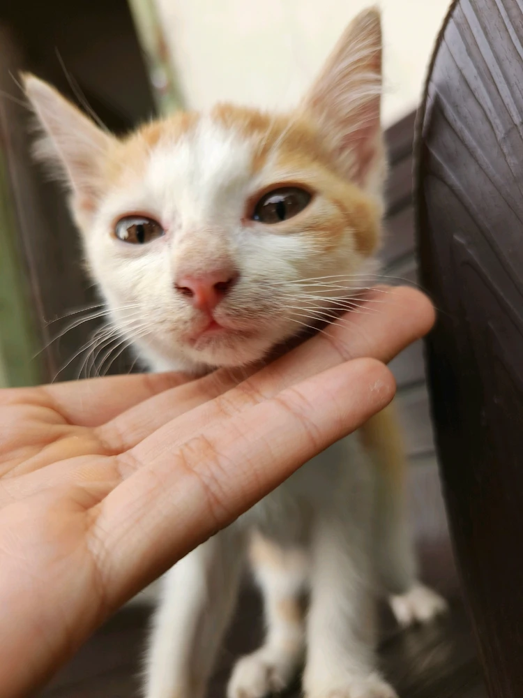 GIF uploaded by shortgirl